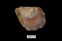 藏品(凹珠母蛤)的圖片